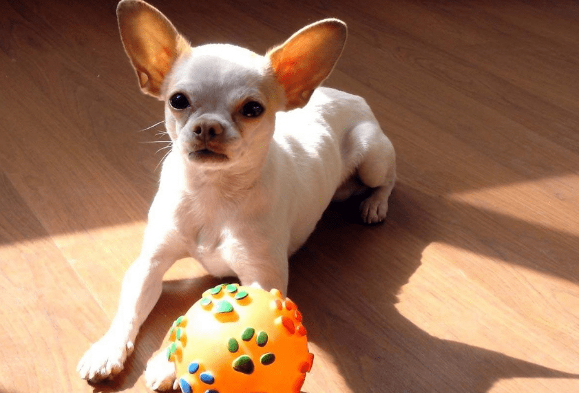 貴陽小型犬寵物店