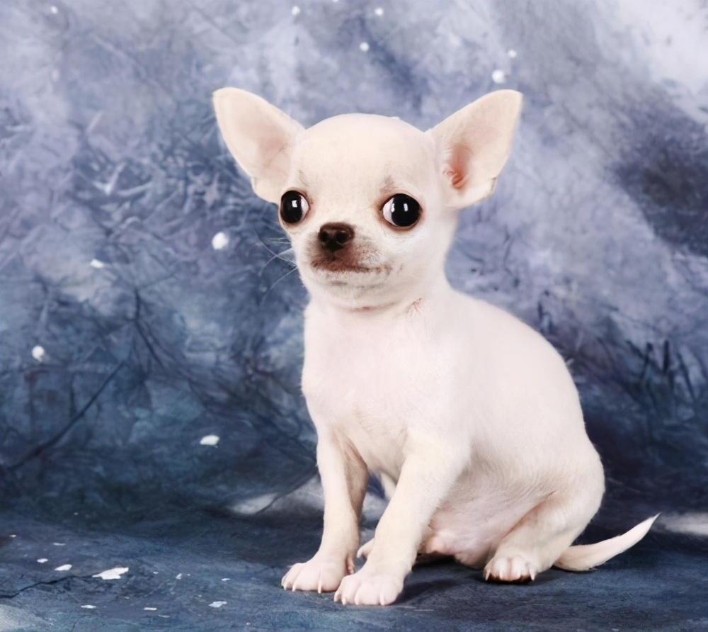貴陽小型犬寵物店