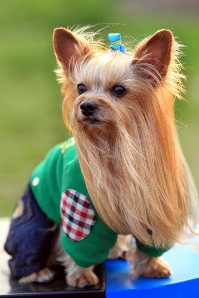 貴陽小型犬寵物店